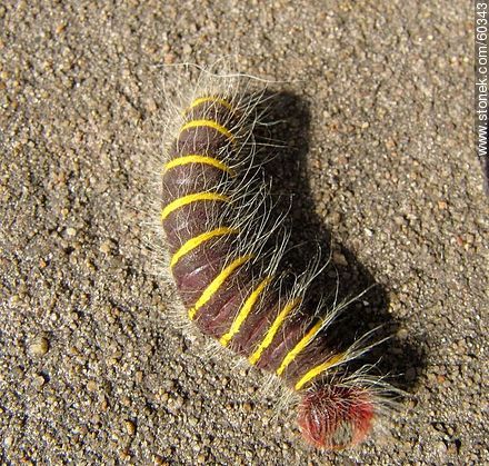 Hairy caterpillar, brown with fine yellow rings. Macrothylacia - Fauna - MORE IMAGES. Photo #60343