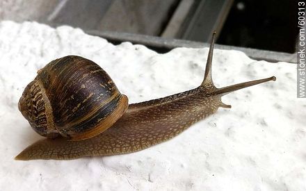 Snail - Fauna - MORE IMAGES. Photo #60313