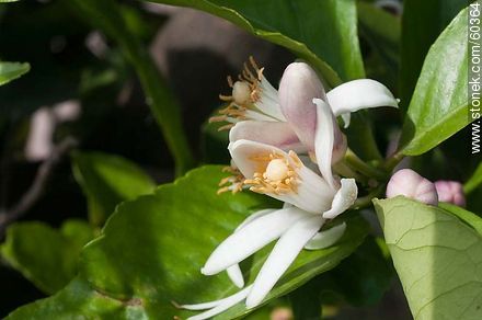 Lemon tree blossoms - Flora - MORE IMAGES. Photo #60364