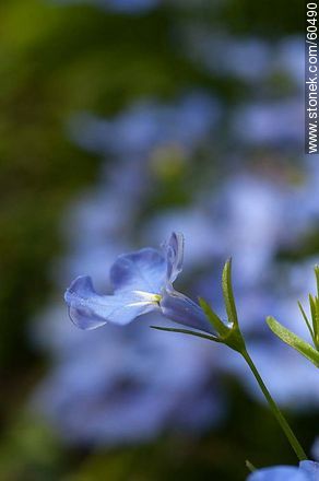 Light blue Lobelia - Flora - MORE IMAGES. Photo #60490