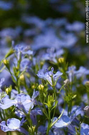 Light blue Lobelia - Flora - MORE IMAGES. Photo #60486
