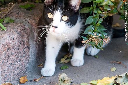 Gato blanco y negro - Fauna - IMÁGENES VARIAS. Foto No. 60611