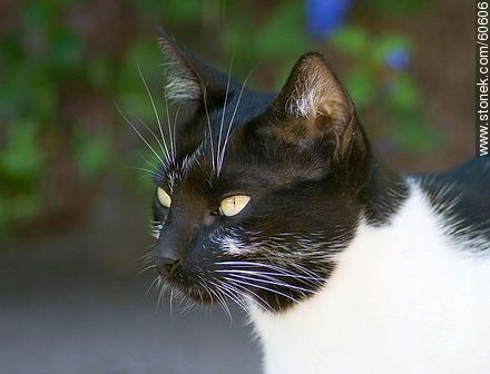 Black and white cat - Fauna - MORE IMAGES. Photo #60606