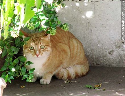 Gato barcino en tonos de beige - Fauna - IMÁGENES VARIAS. Foto No. 60602