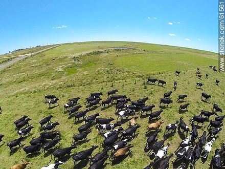 Aerial photo of dairy cattle grazing in the Floridian field - Department of Florida - URUGUAY. Photo #61561