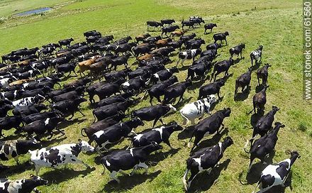 Foto aérea de ganado lechero pastando en el campo floridense - Fauna - IMÁGENES VARIAS. Foto No. 61560