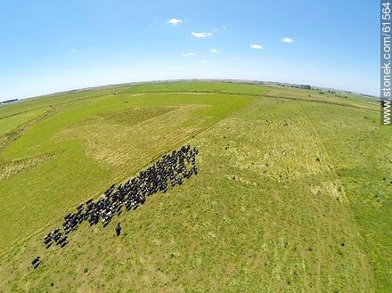 Foto aérea de ganado lechero pastando en el campo floridense - Departamento de Florida - URUGUAY. Foto No. 61564