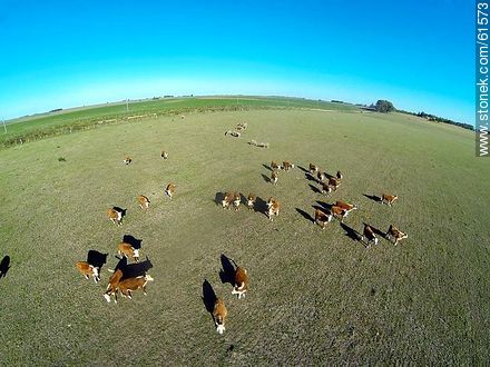 Hereford cattle - Durazno - URUGUAY. Photo #61573
