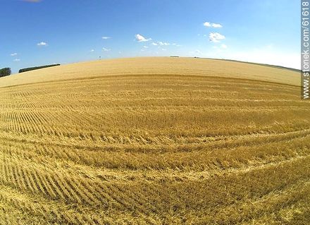 Aerial view of harvested wheat field - Durazno - URUGUAY. Photo #61618
