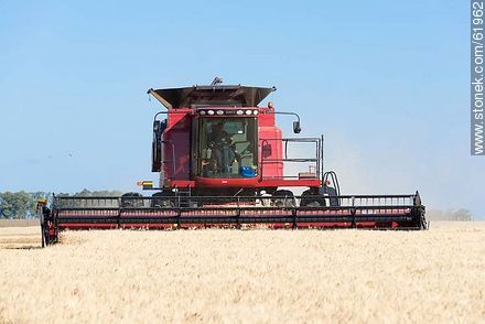 Massey Ferguson combine harvester on a wheat field -  - URUGUAY. Photo #61962