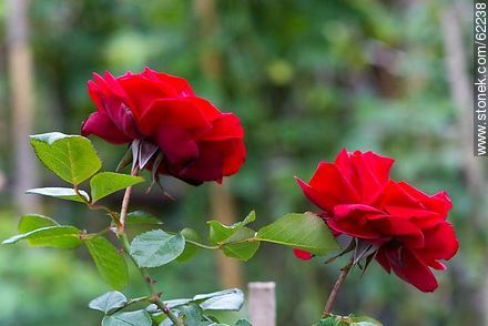 Rosas rojas en su planta - Flora - IMÁGENES VARIAS. Foto No. 62238
