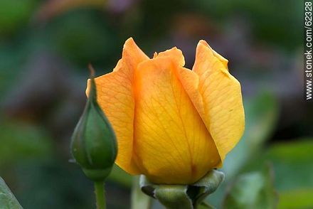 Pimpollo de rosa anaranjada - Flora - IMÁGENES VARIAS. Foto No. 62328