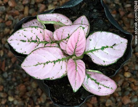 Hypoestes. Pink leaves and green veins - Flora - MORE IMAGES. Photo #62248