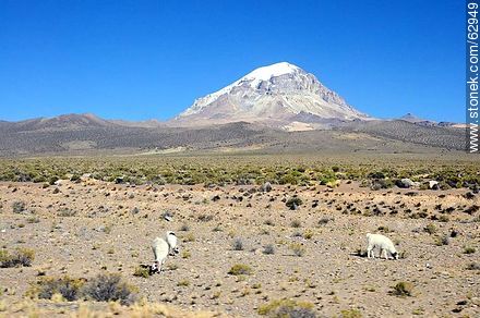 Llamas in the park Sajama - Bolivia - Others in SOUTH AMERICA. Photo #62949