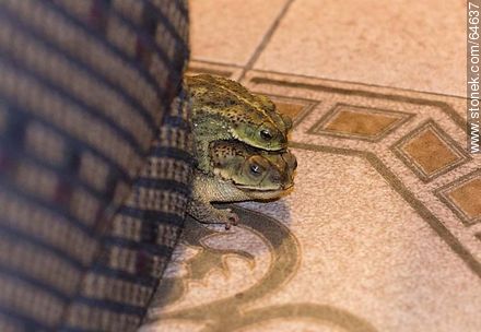 Mounted toads - Fauna - MORE IMAGES. Photo #64637