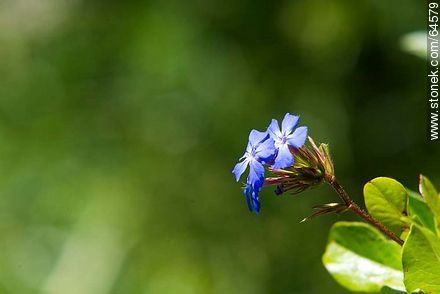 Ceratostigma plumbaginoides - Flora - MORE IMAGES. Photo #64579