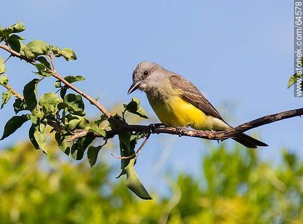 Tropical kingbird - Fauna - MORE IMAGES. Photo #64578