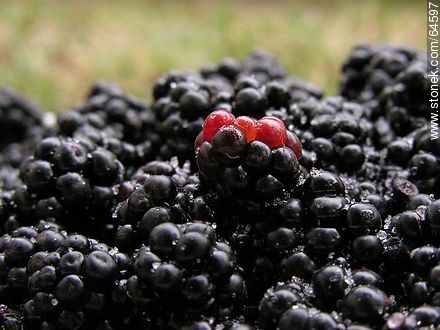 Blackberries - Flora - MORE IMAGES. Photo #64597