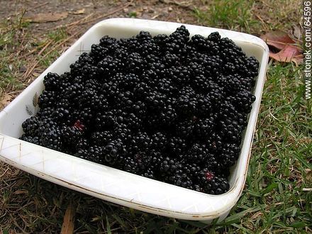 Blackberries - Flora - MORE IMAGES. Photo #64596