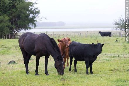Caballo negro y vacas pastando -  - URUGUAY. Foto No. 64781