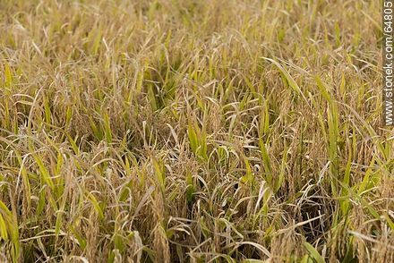 Plantas de arroz para cosechar - Departamento de Treinta y Tres - URUGUAY. Foto No. 64805