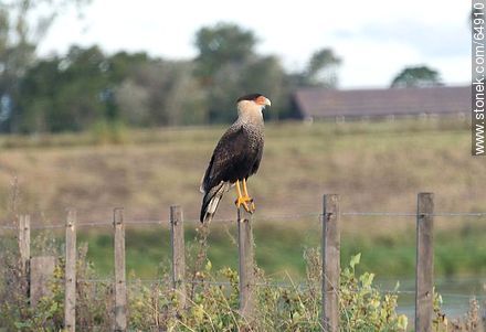 Crested caracaras perched on a pole - Fauna - MORE IMAGES. Photo #64910