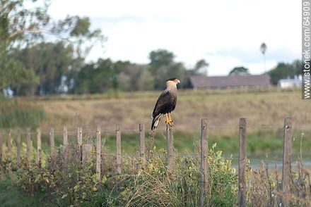 Crested caracaras perched on a pole -  - URUGUAY. Photo #64909