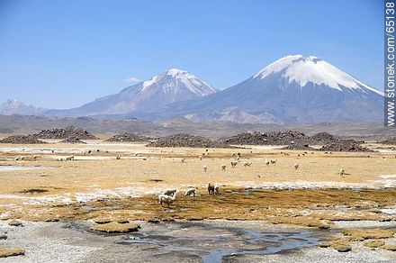 Nevados de Payachatas. Pomerape and Parinacota volcanoes. Llamas. - Chile - Others in SOUTH AMERICA. Photo #65138