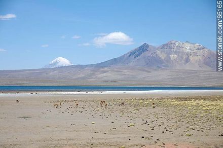 Lago Chungará. Volcán Sajama y volcán Quisiquisini. Llamas - Chile - Otros AMÉRICA del SUR. Foto No. 65165