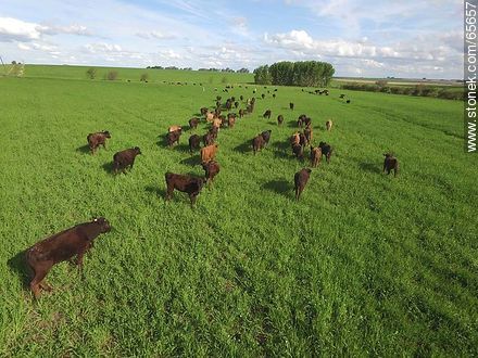 Aerial view of Angus cattle in the field - Fauna - MORE IMAGES. Photo #65657