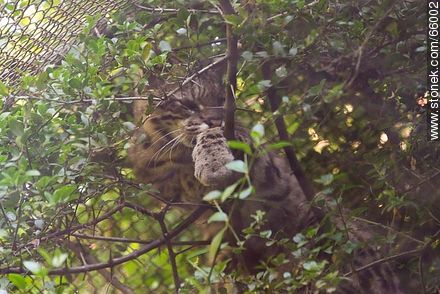 Gato montés en la reserva de fauna - Departamento de Maldonado - URUGUAY. Foto No. 66002