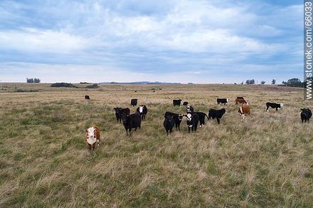 Cattle in the field - Fauna - MORE IMAGES. Photo #66033