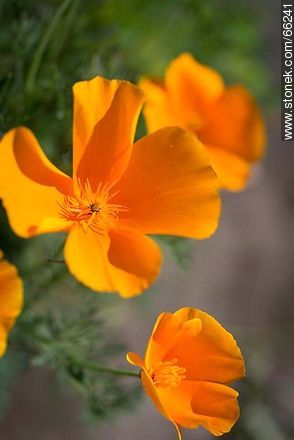 Golden poppy, California sunlight, cup of gold  - Flora - MORE IMAGES. Photo #66241