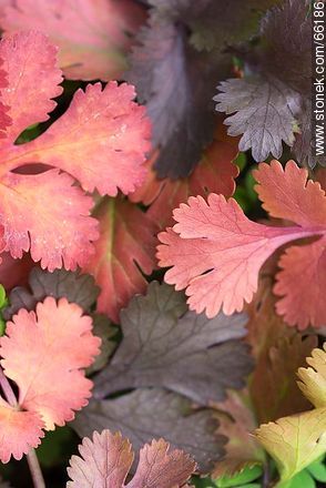 Hojas de cilantro con variantes de color por caducidad -  - IMÁGENES VARIAS. Foto No. 66186