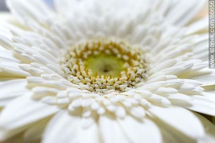 Daisy with white petals - Flora - MORE IMAGES. Photo #66656