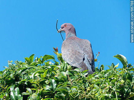 Picazuro pigeon with a branch on its beak building a nest - Fauna - MORE IMAGES. Photo #66788