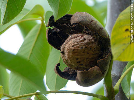 Common walnut tree, fruit and seed - Flora - MORE IMAGES. Photo #66807