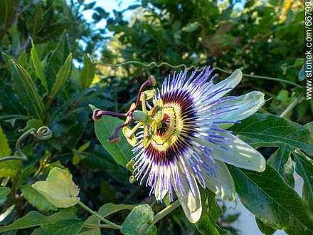 Blue passionflower - Flora - MORE IMAGES. Photo #66799