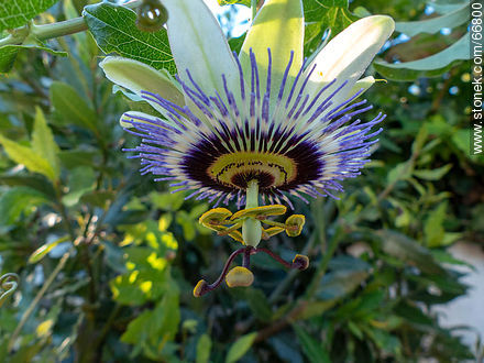 Blue passionflower - Flora - MORE IMAGES. Photo #66800