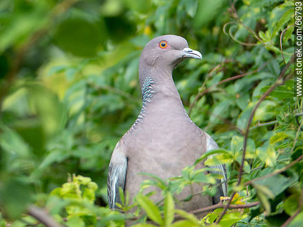 Picazuro pigeon - Fauna - MORE IMAGES. Photo #66793
