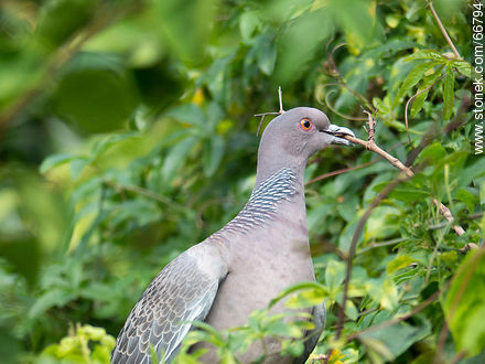 Picazuro pigeon with a branch on its beak building a nest - Fauna - MORE IMAGES. Photo #66794