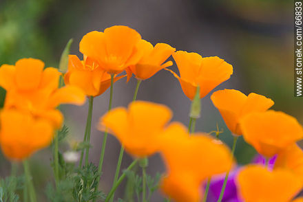Dedal de oro, flor del inca, amapola de California - Flora - IMÁGENES VARIAS. Foto No. 66833