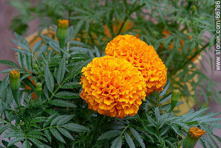 Flor copete anaranjada - Flora - IMÁGENES VARIAS. Foto No. 66786