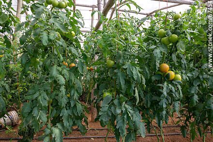 Tomates en el invernáculo de la huerta - Flora - IMÁGENES VARIAS. Foto No. 67454