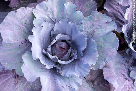 Red cabbage in the orchard - Lavalleja - URUGUAY. Photo #67470