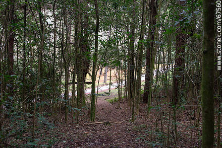 Sendero al bosque de los druidas - Departamento de Lavalleja - URUGUAY. Foto No. 67560