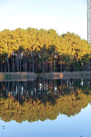Reflection of the tree landscape at Lake OSE - Lavalleja - URUGUAY. Photo #67524
