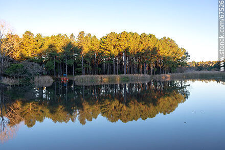Reflection of the tree landscape at Lake OSE - Lavalleja - URUGUAY. Photo #67526