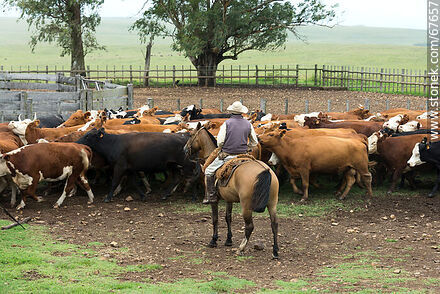 Herding cattle - Fauna - MORE IMAGES. Photo #67657