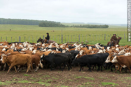 Herding cattle - Fauna - MORE IMAGES. Photo #67671
